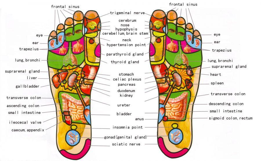 Our feet have an impact on how our body responds to certain issues. Foot relexology chart courtesy of www.Reflexology-map.com